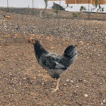 Fuerteventura Casa Tikuna La Oliva Eksteriør billede