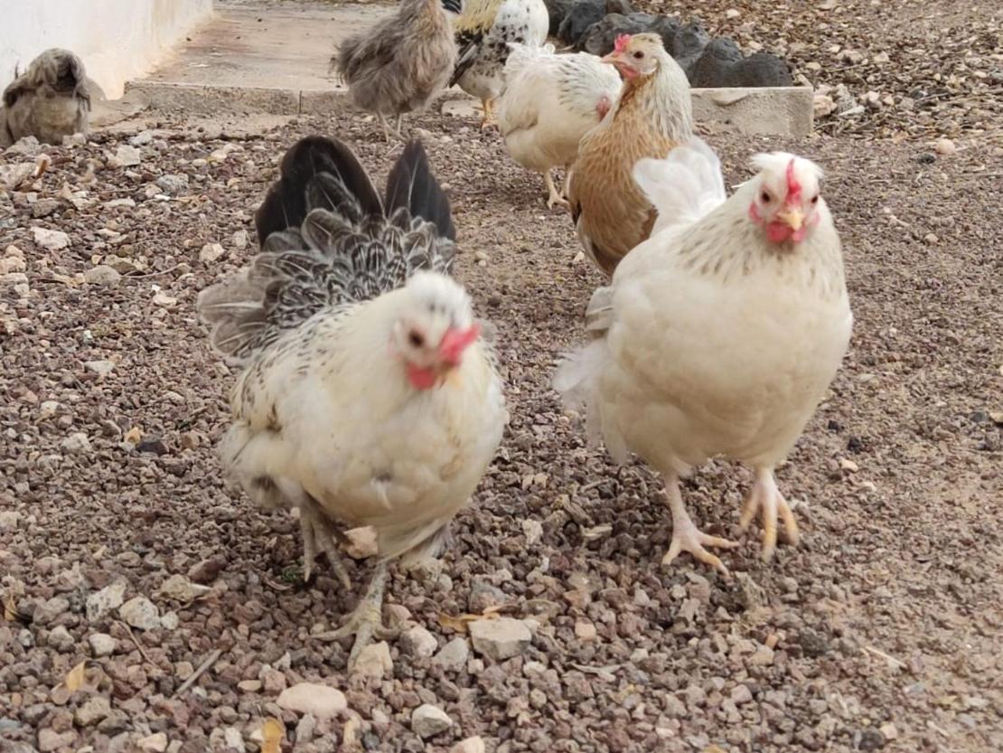 Fuerteventura Casa Tikuna La Oliva Eksteriør billede